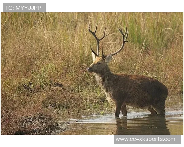 记者分析无字鹿获胜背后的深远意义彰显雄鹿实力不容忽视 记者分析无字鹿获胜背后的深远意义彰显雄鹿实力不容忽视
